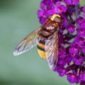 Volucella zonaria.jpg